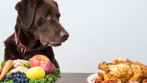 How Can Pet Owners Choose the Best Raw Dog Food Company