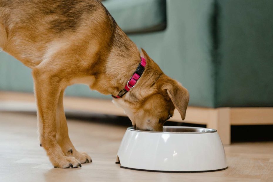 Raw Dog Food Companies