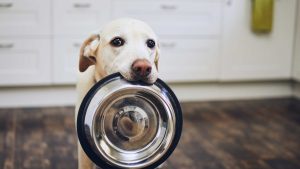 What Are the Benefits of Feeding Dogs a Raw Diet