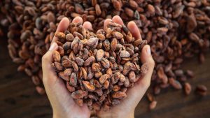 What Distinguishes These Cocoa Companies from Others in the UK