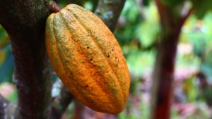 What Should You Consider When Choosing a Cocoa Company in London