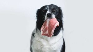 What’s Next for Raw Dog Food in the Capital