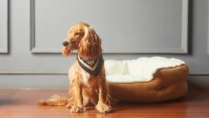 Where Can Pet Owners Purchase Raw Dog Food in London