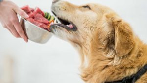 Why Are More Dog Owners in London Turning to Raw Dog Food