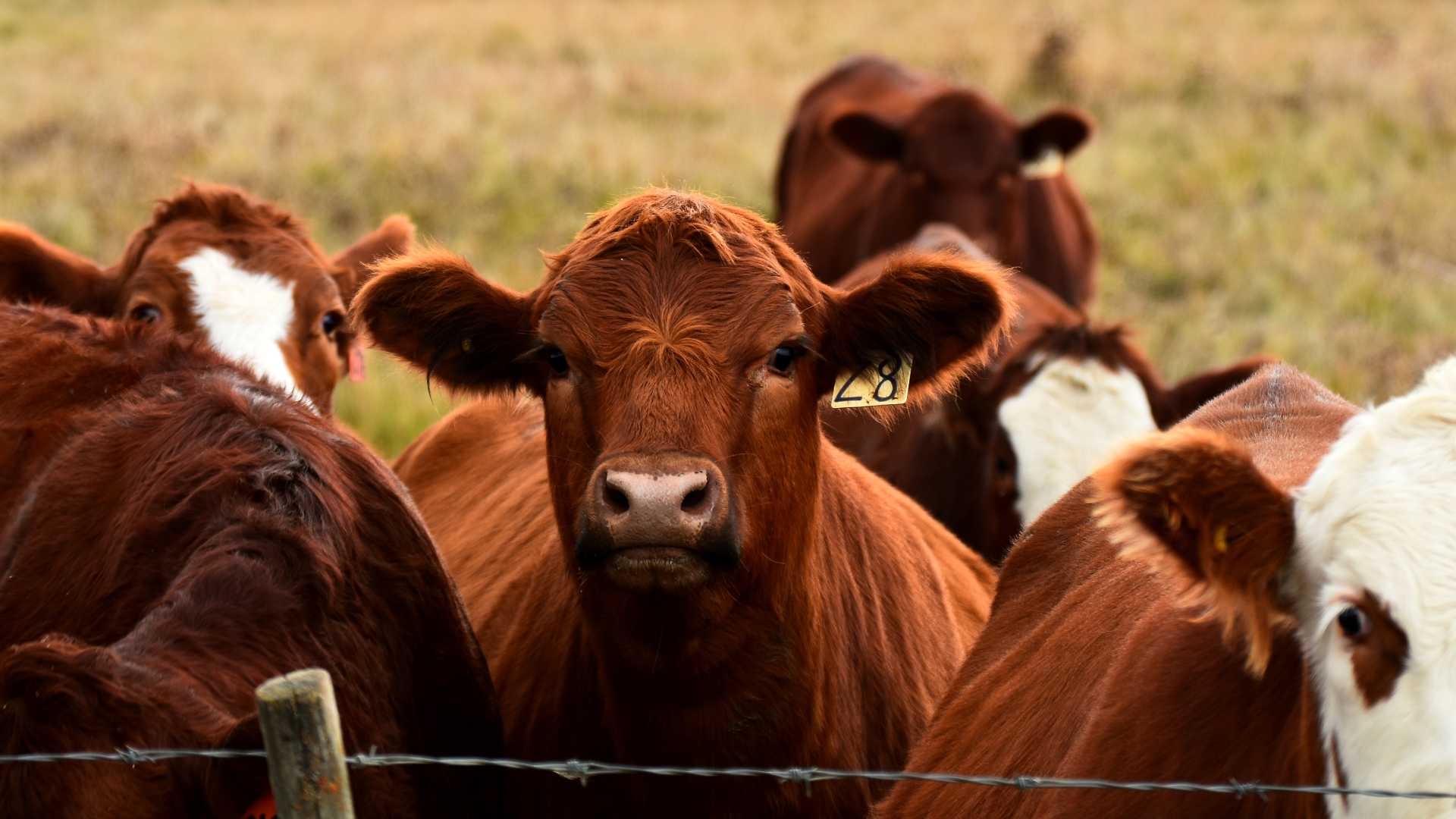 Are London Cattle Companies Meeting Modern Sustainability Standards