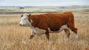 Can London-Based Cattle Suppliers Handle Bulk & Export Orders