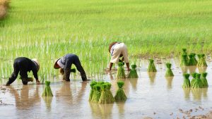 How Are Farming Companies Integrating Sustainability in Their Operations