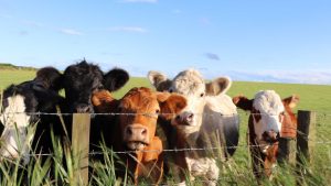 How Is Animal Welfare Ensured by These Companies