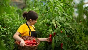 Is Agritech Reshaping the Farming Industry in the Capital