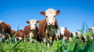 What Makes a Great Cattle Company in London