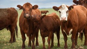 What Should You Look for When Choosing a Cattle Company in London