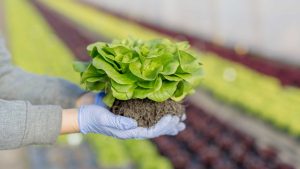 Why Is Urban Agriculture on the Rise in London