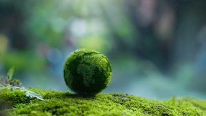 What Makes a Great Carbon Footprint Consultancy